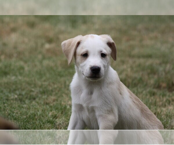 Medium Photo #4 Mutt Puppy For Sale in Euless, TX, USA