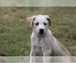 Small #3 Mutt