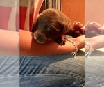 Small Photo #6 Labrador Retriever Puppy For Sale in BANDERA, TX, USA