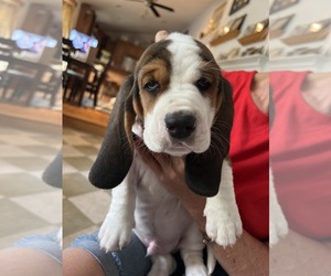Basset Hound Puppy for sale in AKRON, OH, USA