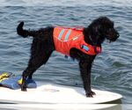 Small Photo #2 Labradoodle Puppy For Sale in LA MESA, CA, USA