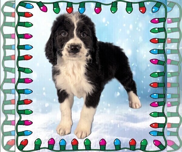 Medium Photo #2 Bernedoodle Puppy For Sale in BLACK FOREST, CO, USA
