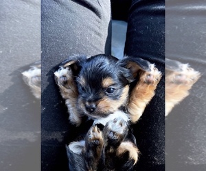 Yorkshire Terrier Puppy for sale in DUNNELLON, FL, USA