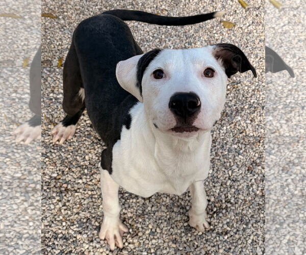 Medium Photo #2 American Pit Bull Terrier-Unknown Mix Puppy For Sale in Jefferson, WI, USA