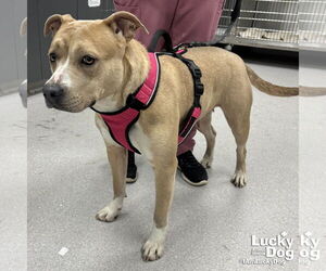 Mutt Dogs for adoption in Washington, DC, USA