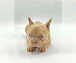 Small Photo #3 French Bulldog Puppy For Sale in KENILWORTH, IL, USA