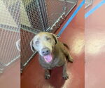 Small #1 Labrador Retriever