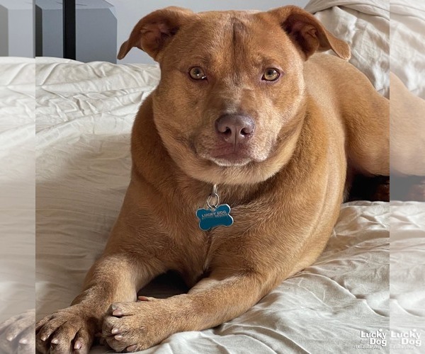 Medium Photo #2 Labrador Retriever-Retriever  Mix Puppy For Sale in Washington, DC, USA