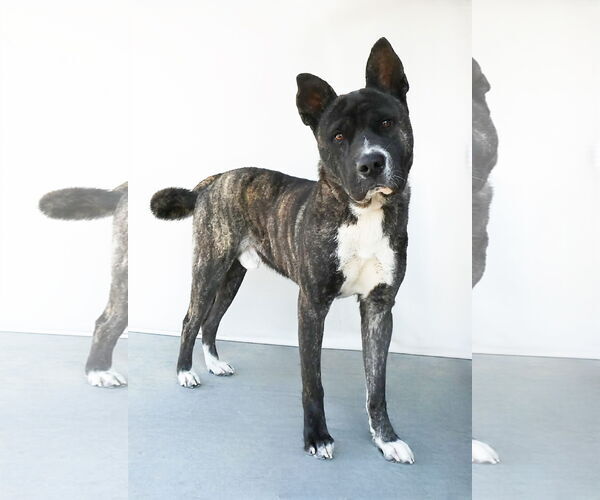 Medium Photo #2 Akita-Unknown Mix Puppy For Sale in Pasadena, CA, USA