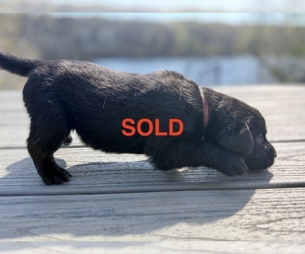 Medium Photo #7 Labrador Retriever Puppy For Sale in EAGAN, MN, USA