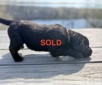 Small #6 Labrador Retriever