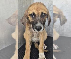 Black Mouth Cur-Unknown Mix Dogs for adoption in San Antonio, TX, USA
