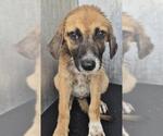 Small Black Mouth Cur Mix