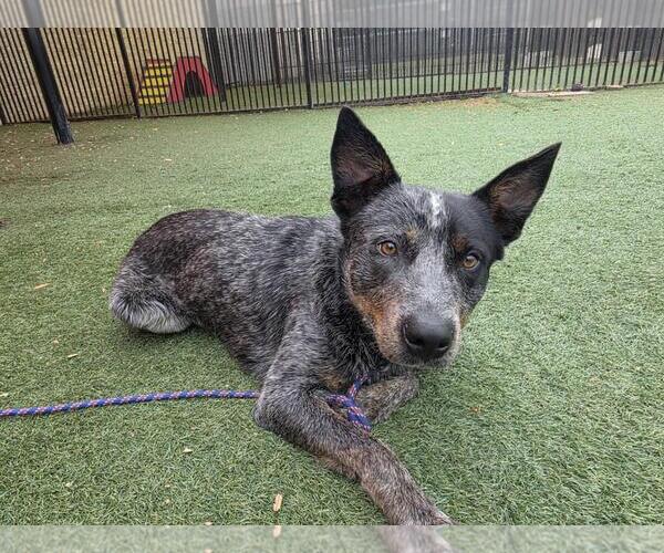 Medium Photo #1 Mutt Puppy For Sale in Rockwall, TX, USA