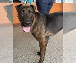 Small #9 Labrador Retriever Mix