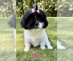 Small #6 Shih Tzu
