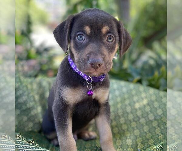 Medium Photo #5 Mutt Puppy For Sale in San Diego, CA, USA