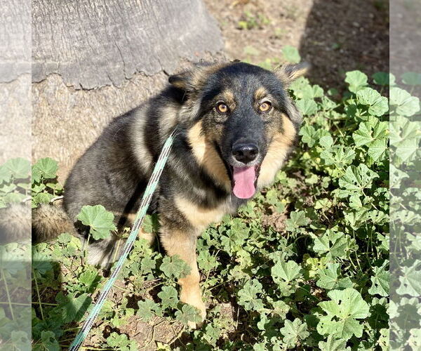 Medium Photo #4 Australian Shepherd-Unknown Mix Puppy For Sale in Newport Beach, CA, USA