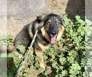 Martin - Male Australian Shepherd-Unknown Mix Dog for Adoption - Photo #4