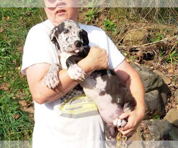 Medium Photo #18 Great Dane Puppy For Sale in SPRAGGS, PA, USA