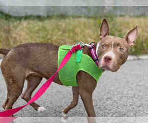 American Pit Bull Terrier Dogs for adoption in Berkeley , CA, USA