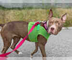 Small American Pit Bull Terrier