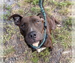 COVEY - Female American Pit Bull Terrier-Unknown Mix Dog for Adoption - Small photo