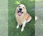 Small Photo #1 Golden Retriever Puppy For Sale in ALEXANDER, AR, USA