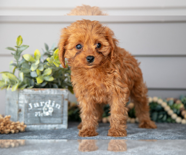 Medium Photo #2 Cavapoo Puppy For Sale in WOLCOTTVILLE, IN, USA