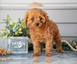 Small #1 Cavapoo