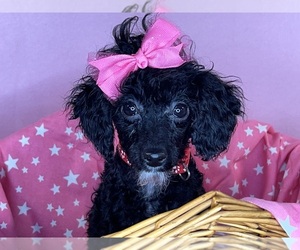 Poodle (Miniature) Puppy for sale in DUNDEE, OH, USA