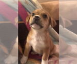 Small #1 Labrador Retriever Mix