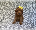 Small #9 Cavapoo (Miniature)