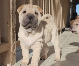 Medium Chinese Shar-Pei
