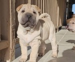 Puppy Spaghetti Chinese Shar-Pei