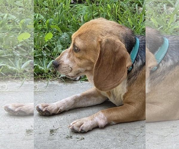Medium Photo #13 Beagle Puppy For Sale in Dunnellon, FL, USA