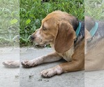 Small #12 Beagle