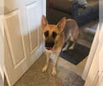 Small #1 German Shepherd Dog