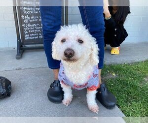 Bichon Frise Dogs for adoption in Stockton, CA, USA