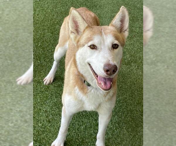Medium Photo #2 Siberian Husky Puppy For Sale in Baytown, TX, USA