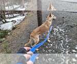 Small #5 Collie-German Shepherd Dog Mix