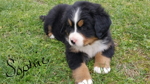 View Ad Bernese Mountain Dog Puppy for Sale, Missouri