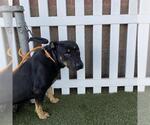 Small #1 Rottweiler Mix