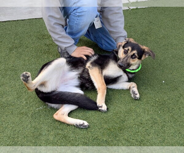 Medium Photo #3 German Shepherd Dog Puppy For Sale in Salinas, CA, USA