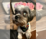 Small Shih Tzu Mix