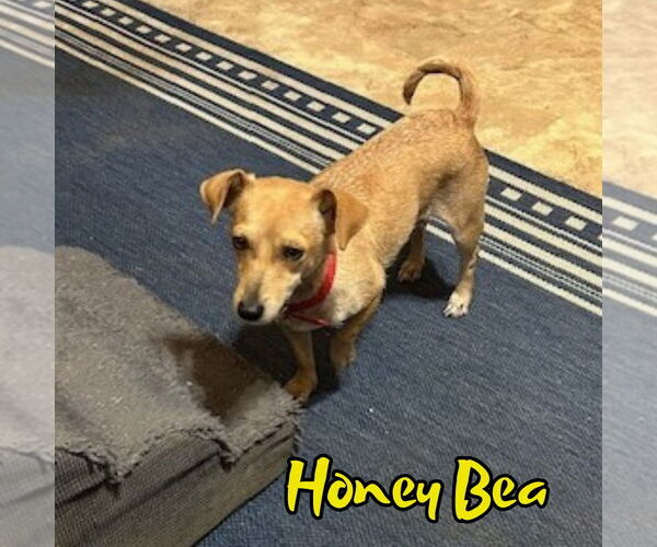 Medium Photo #4 Chiweenie Puppy For Sale in San Antonio, TX, USA