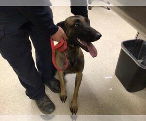 Mutt Dogs for adoption in Riverside, CA, USA