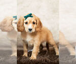 Small Photo #5 Cockapoo Puppy For Sale in WARSAW, IN, USA