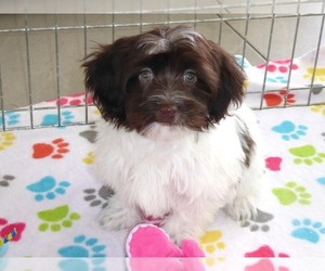 Havanese Puppy for sale in ORO VALLEY, AZ, USA