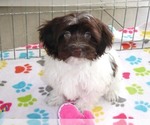 Small Havanese